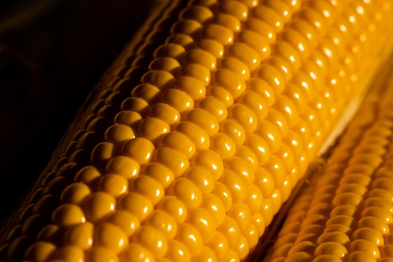 How to Microwave Corn on the Cob with Plastic Wrap? Easy